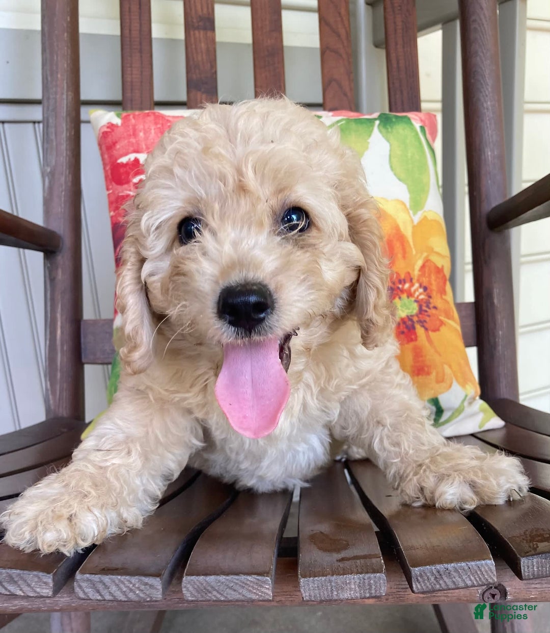 Labradoodle dogs for sale: Maxwell - Image 3