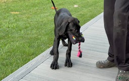 Great Dane dogs for sale: Areona - Image 5
