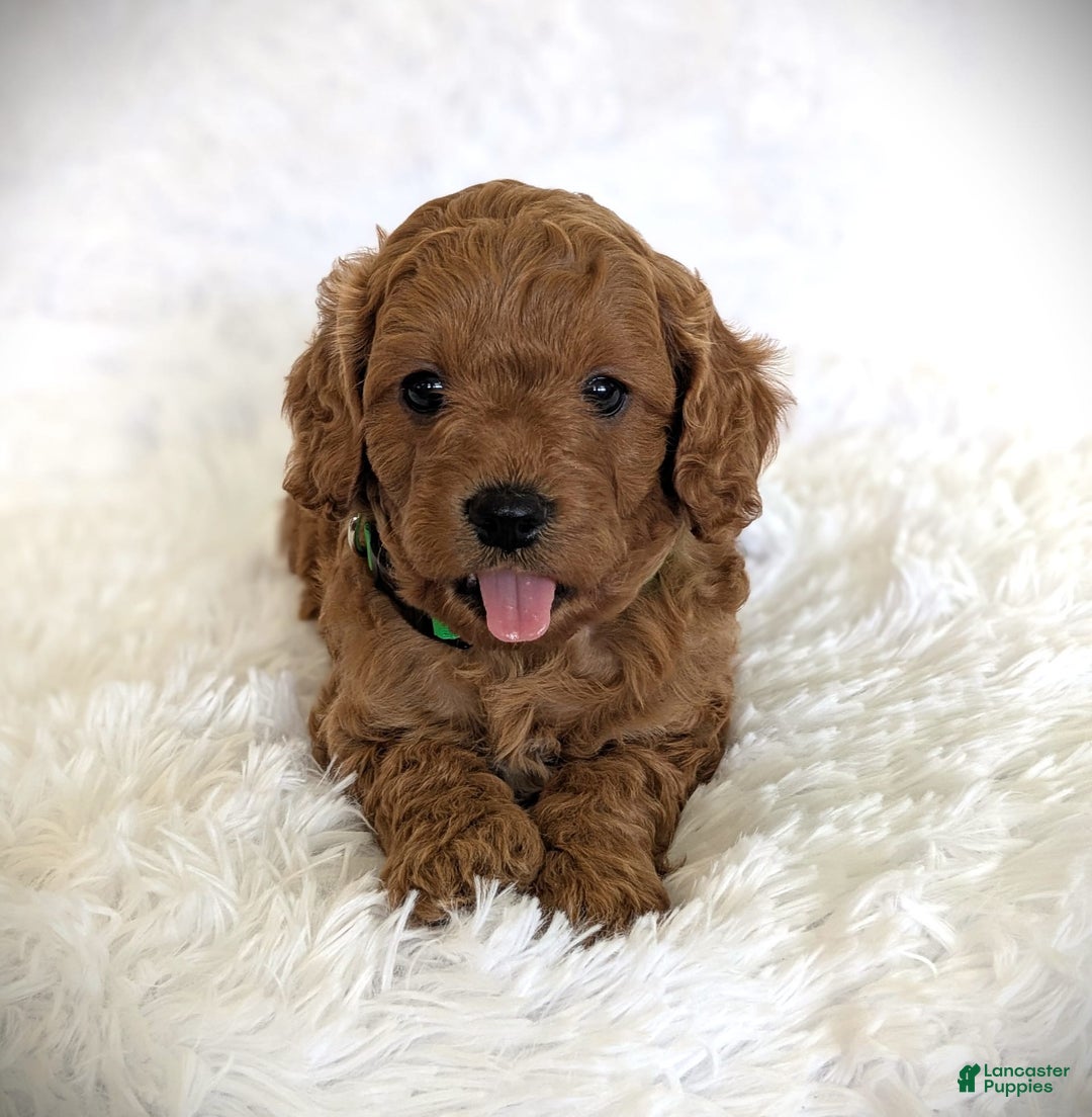 Cavapoo dogs for sale: Dusty - Image 1