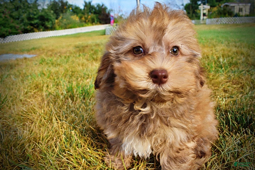 Havapoo dogs for sale: Jazzy - Image 14