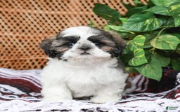 Shih Tzu dogs for sale: Easton - Image 3