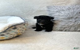 Yorkiepoo dogs for sale: Braxton - Image 6