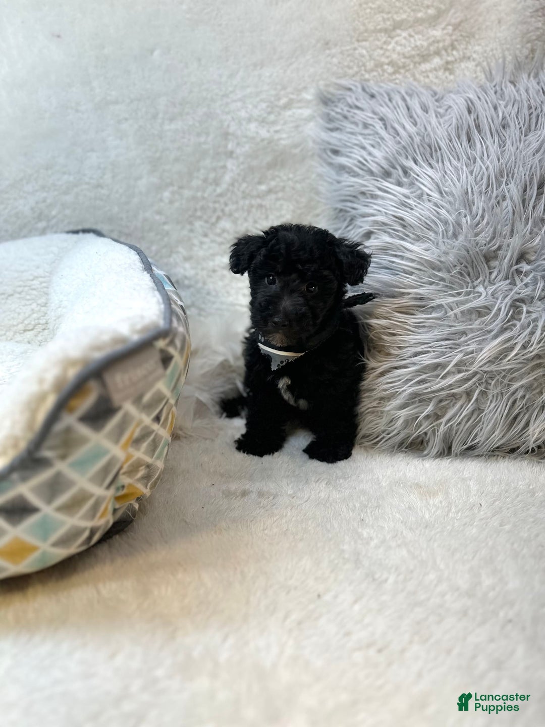 Yorkiepoo dogs for sale: Braxton - Image 6