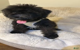 Schnoodle dogs for sale: Dallas - Image 2