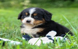 Bernese Mountain Dog dogs for sale: Seth - Image 6