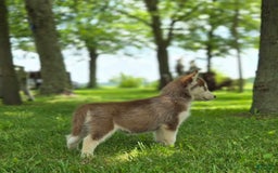 Siberian Husky dogs for sale: Jubilee - Image 8