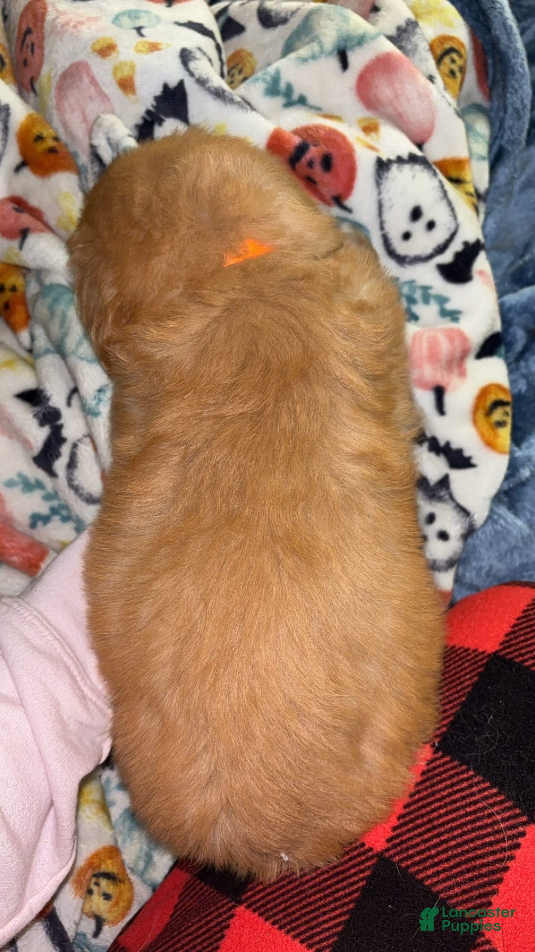 Golden Retriever dogs for sale: No Name - Image 2