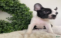 Boston Terrier dogs for sale: Dobby - Image 5