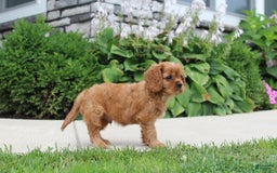 Cavalier King Charles Spaniel dogs for sale: Bentley - Image 14