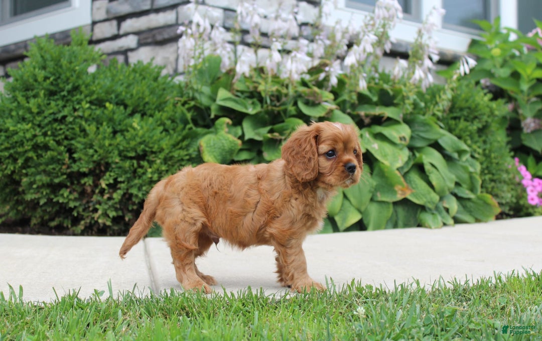 Cavalier King Charles Spaniel dogs for sale: Bentley - Image 14