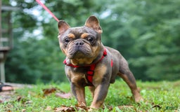 French Bulldog dogs for sale: Nora - Image 13