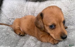 Miniature Dachshund dogs for sale: Baby Charlie - Image 4