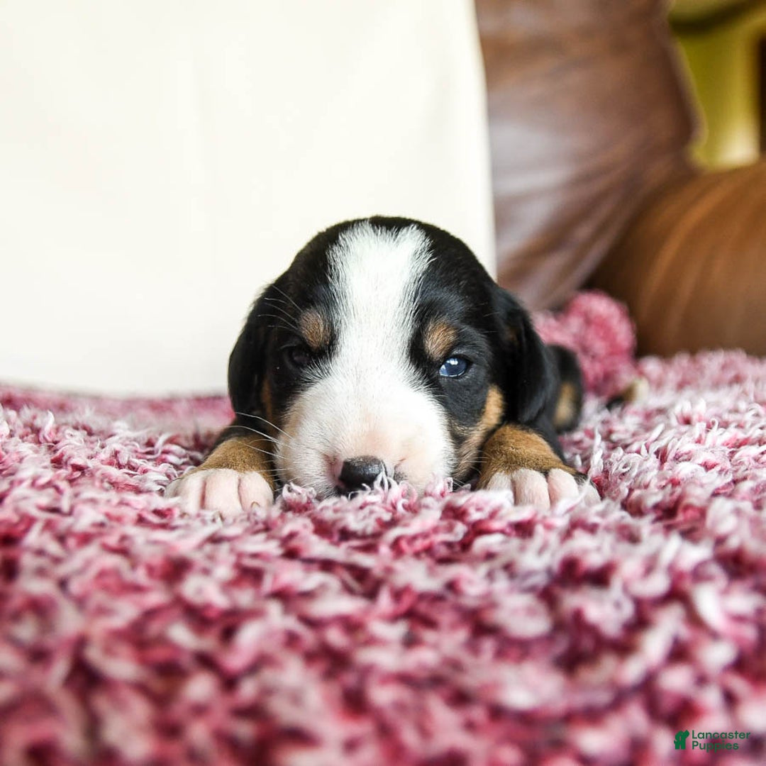 Greater Swiss Mountain Dog dogs for sale: Goldie - Image 3
