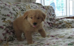 Golden Retriever dogs for sale: Starburst - Image 39