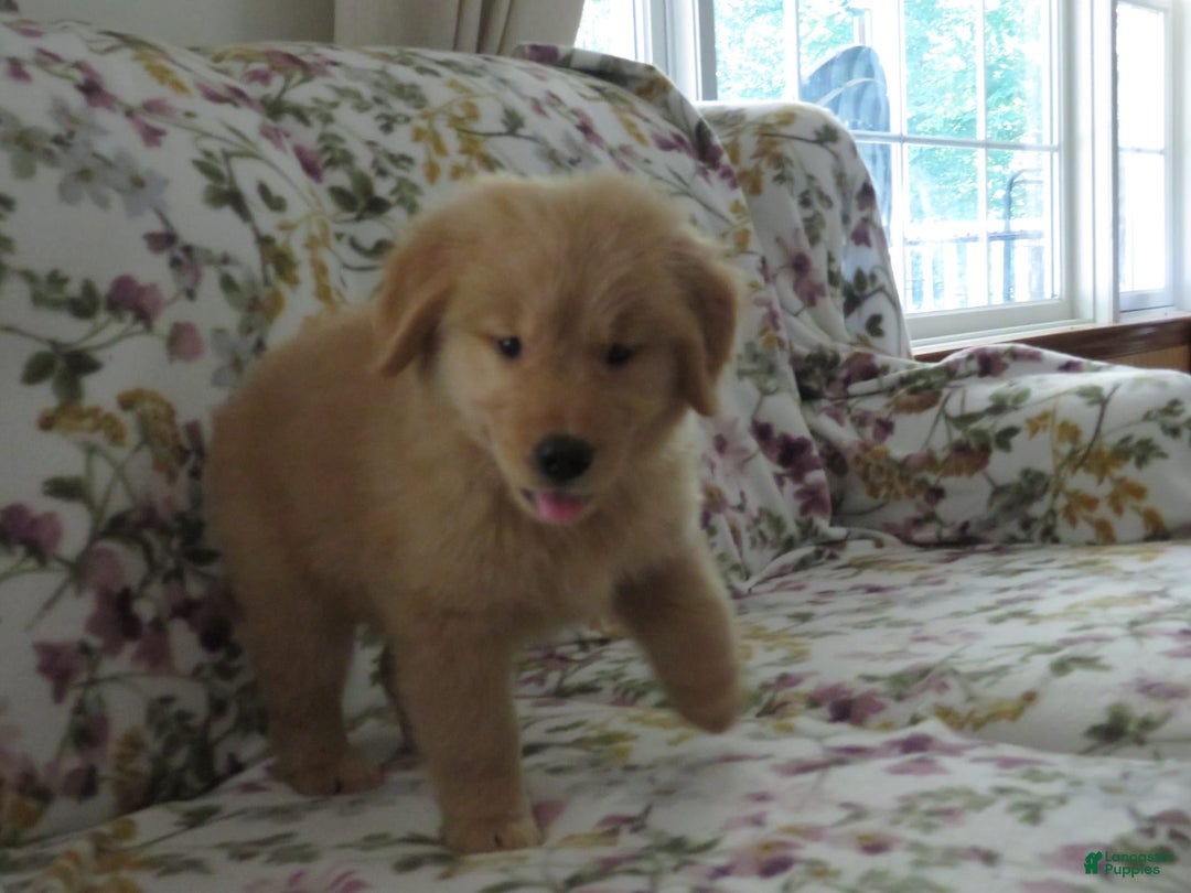 Golden Retriever dogs for sale: Starburst - Image 39