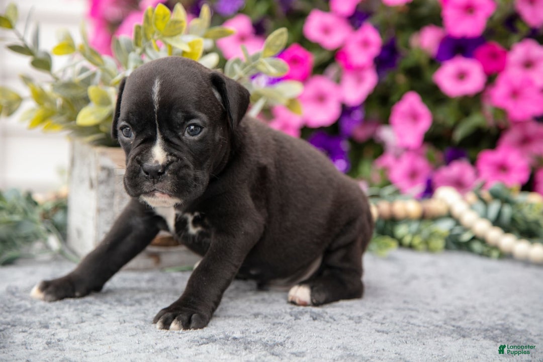 Boxer dogs for sale: Scooter - Image 6