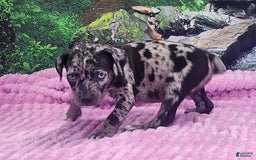 Catahoula Leopard Dog dogs for sale: Luna 2025 Female 1 - Image 12