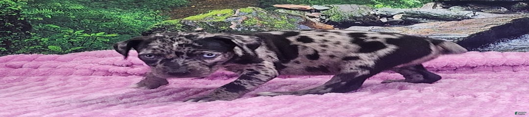 Luna 2025 Female 1