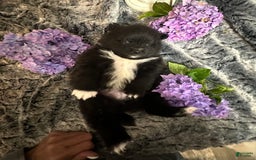 Pomeranian dogs for sale: Boomer - Image 3