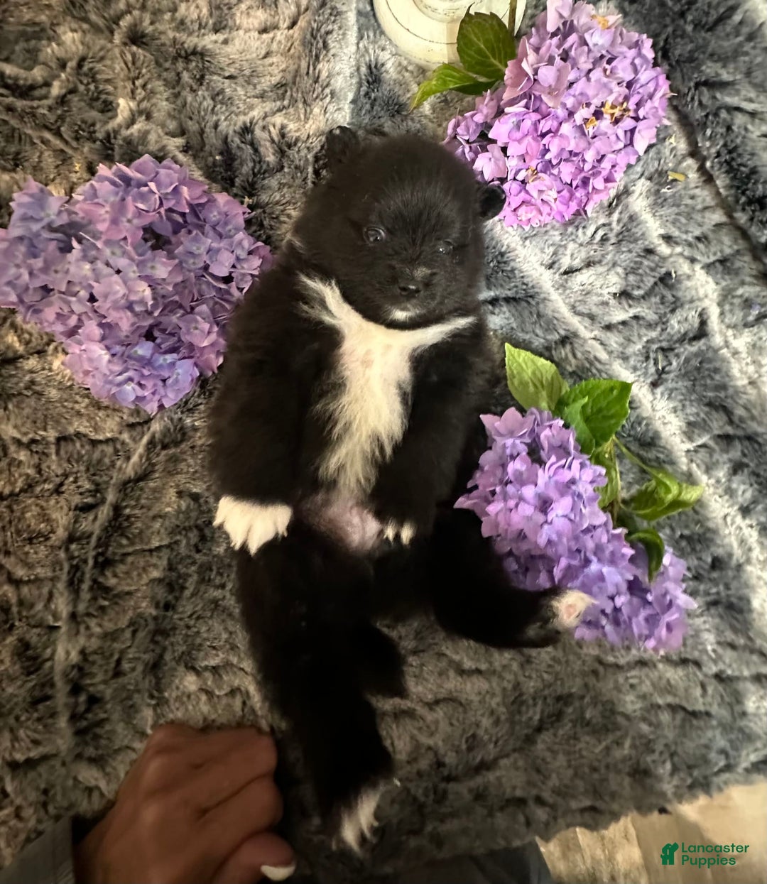 Pomeranian dogs for sale: Boomer - Image 3
