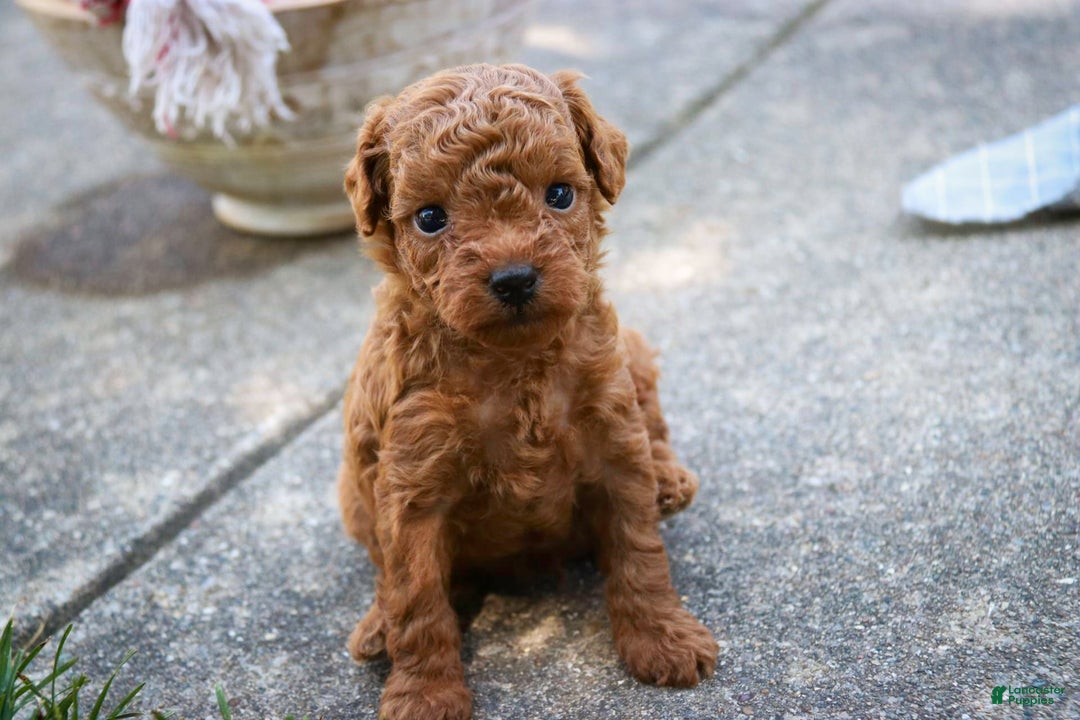 Miniature Poodle dogs for sale: Ted - Image 7