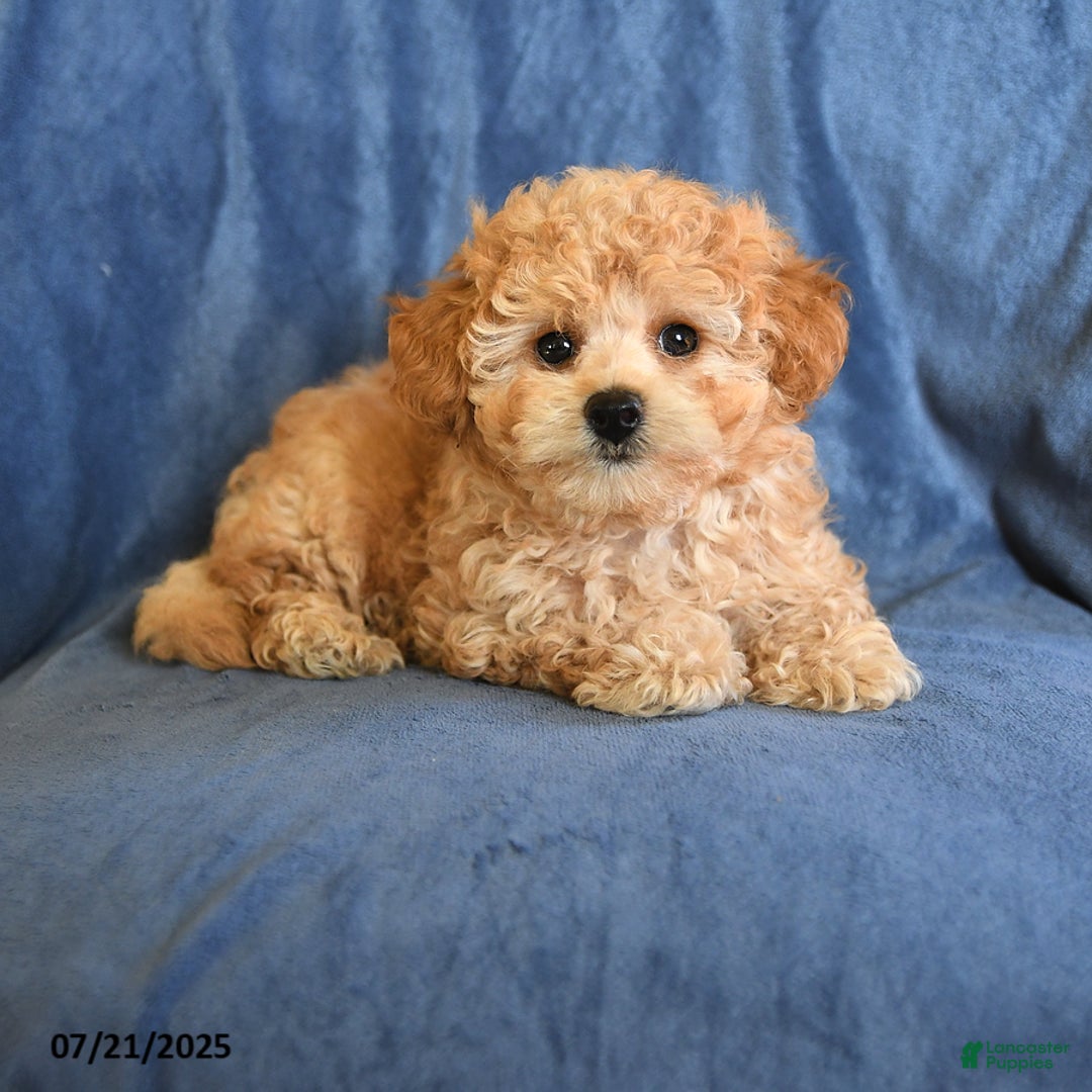 Maltipoo dogs for sale: Duane - Image 1