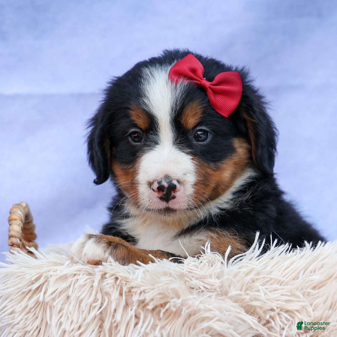 Bernese Mountain Dog dogs for sale: Simon - Image 6