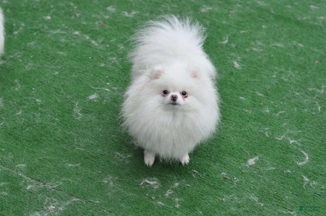 Pomeranian dogs for sale: Mishka - Image 10