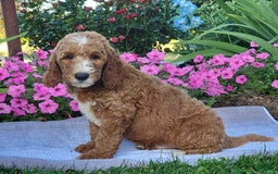 Goldendoodle dogs for sale: Royal - Image 5