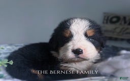Bernese Mountain Dog dogs for sale: Male - Image 1