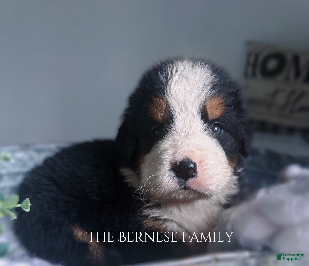 Bernese Mountain Dog dogs for sale: Male - Image 1