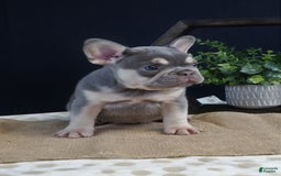 French Bulldog dogs for sale: Skye - Image 3