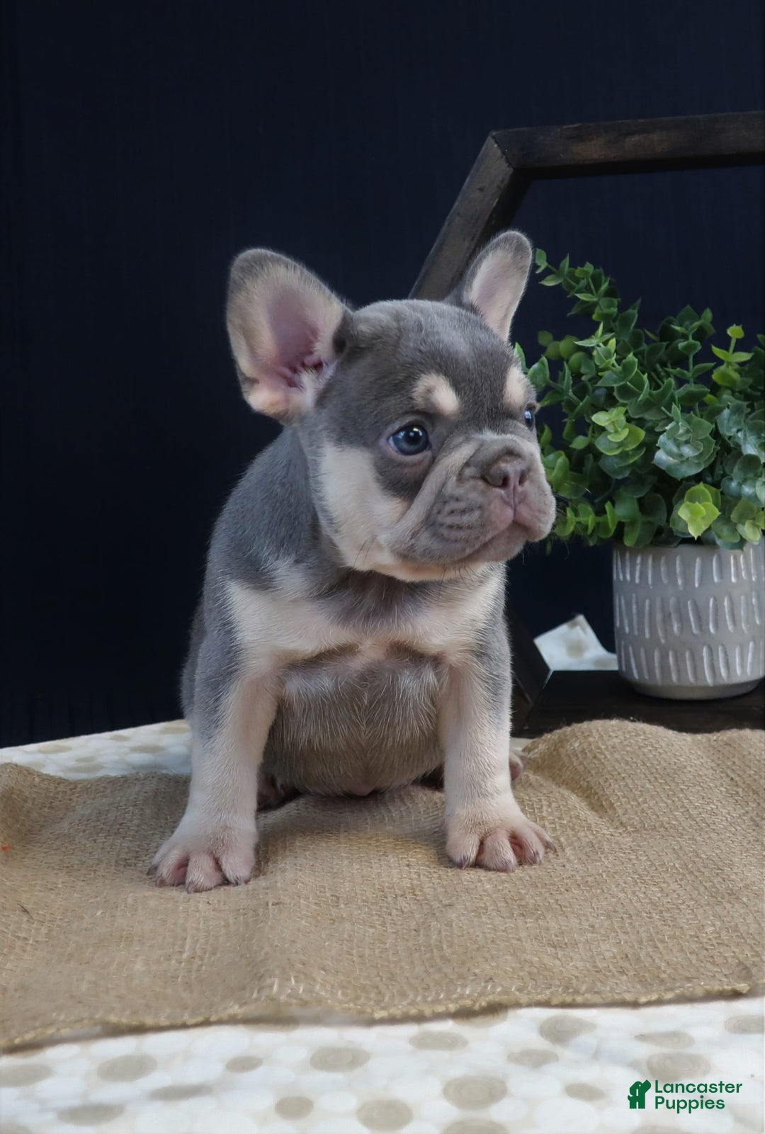 French Bulldog dogs for sale: Skye - Image 3