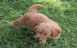 Mini Goldendoodle dogs for sale: Aubrey - Image 9