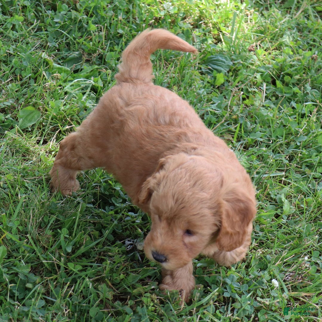 Mini Goldendoodle dogs for sale: Aubrey - Image 9