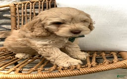 Cockapoo dogs for sale: Enzo - Image 13