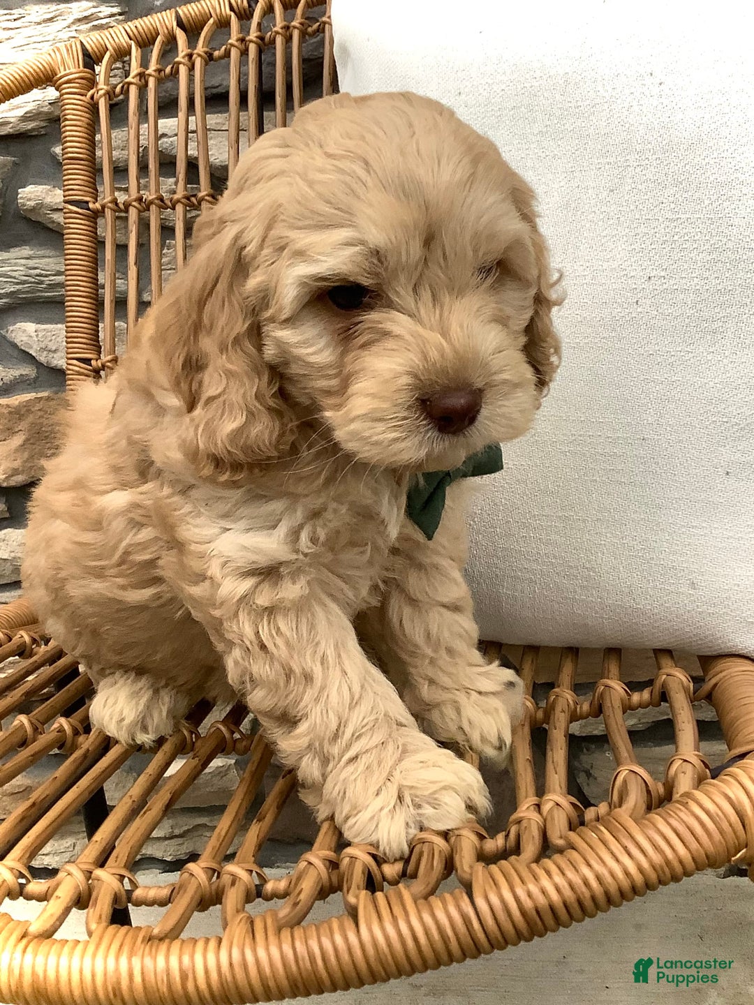 Cockapoo dogs for sale: Enzo - Image 13