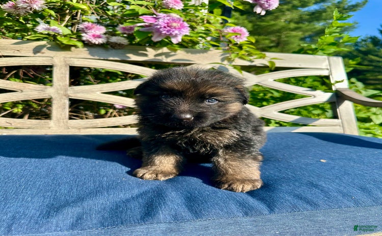 German Shepherd dogs - Advert 5