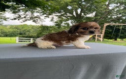 Cavapoo dogs for sale: Diego - Image 5