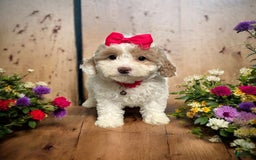 Cavapoo dogs for sale: Cannoli - Image 11