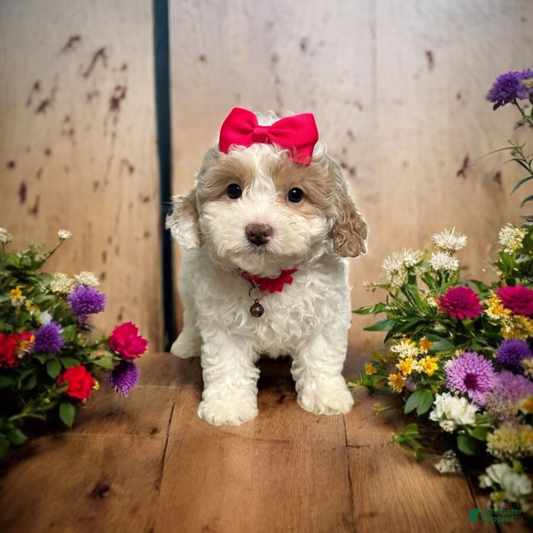 Cavapoo dogs for sale: Cannoli - Image 11