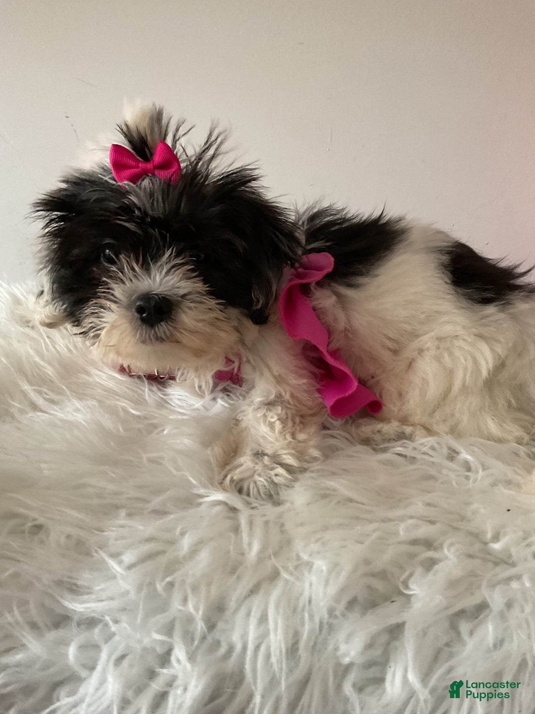Shihpoo dogs for sale: Shihpoo - Image 3