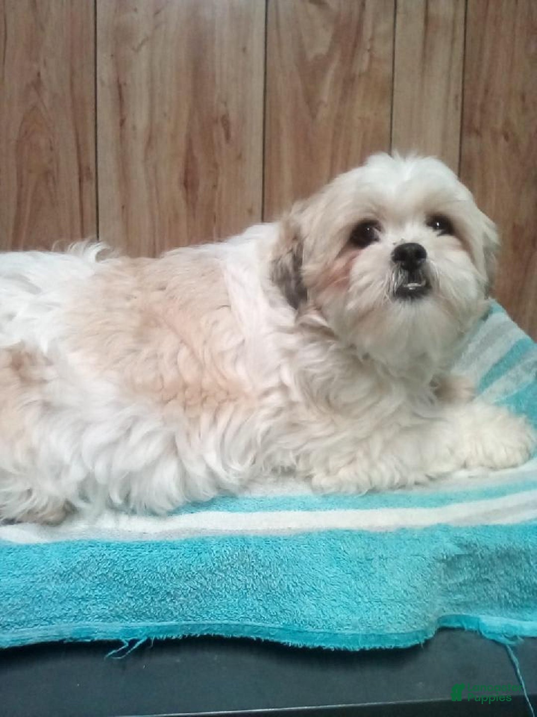 Shihpoo dogs for sale: Super - Image 6