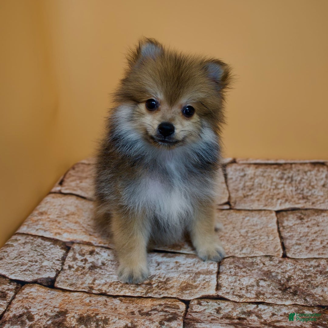 Pomeranian dogs for sale: Ricky - Image 1