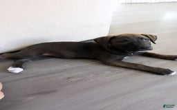 Labrador Retriever dogs for sale: Melody - Image 1