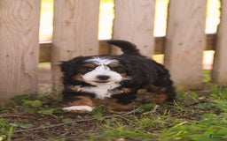 Mini Bernedoodle dogs for sale: Mary - Image 2