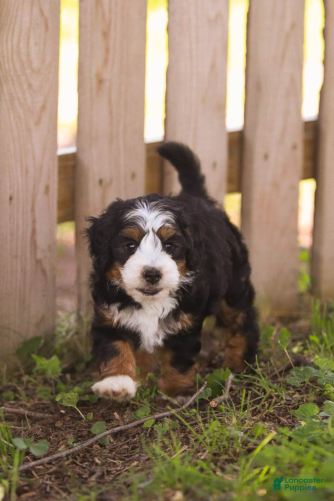 Mini Bernedoodle dogs for sale: Mary - Image 2