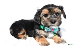 Morkie dogs for sale: Hickory - Image 6