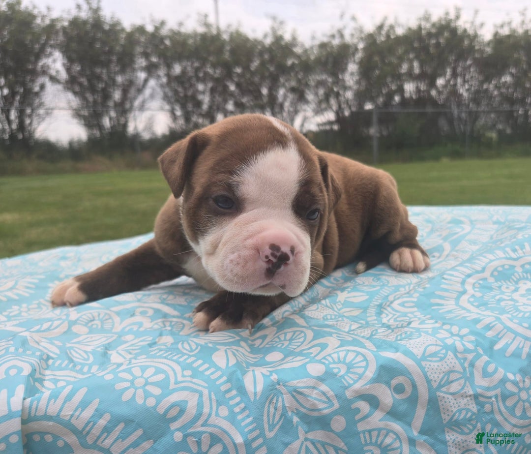 American Bulldog dogs for sale: Miss Honey - Listing for pets: Miss Honey, Matilda, Miss Trenchbell, Harry - Image 9
