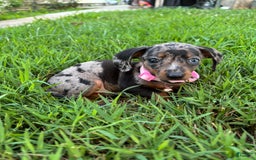 Miniature Dachshund dogs for sale: Gouda - Image 1